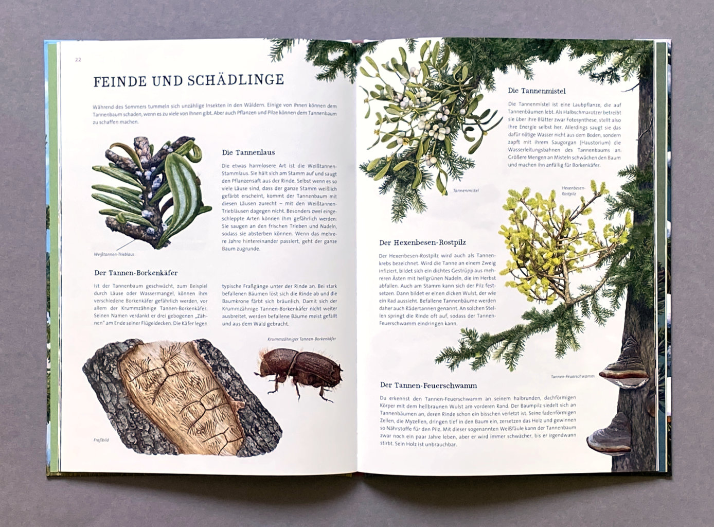Das große Buch vom Tannenbaum