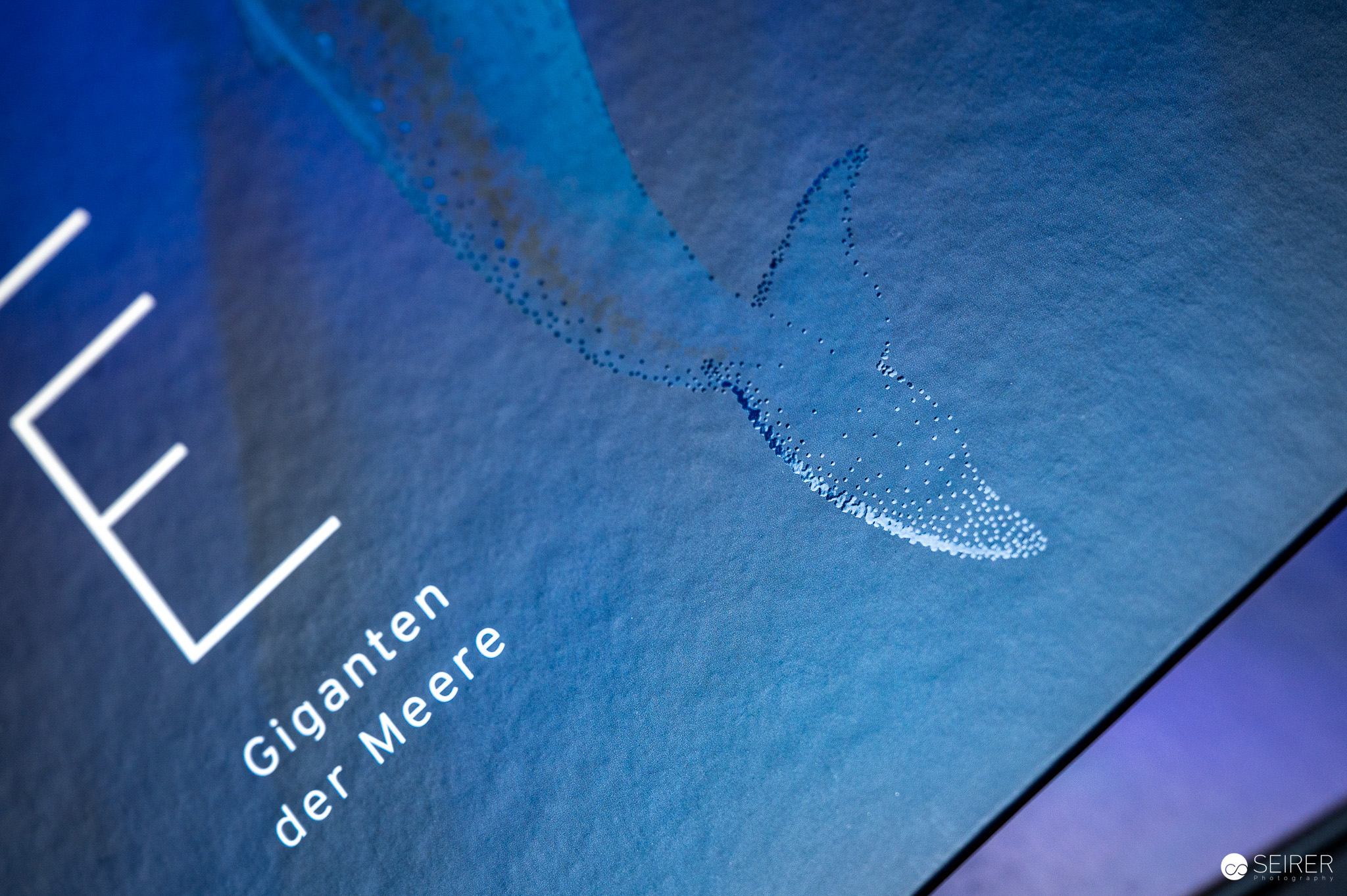 Wale - Giganten der Meere