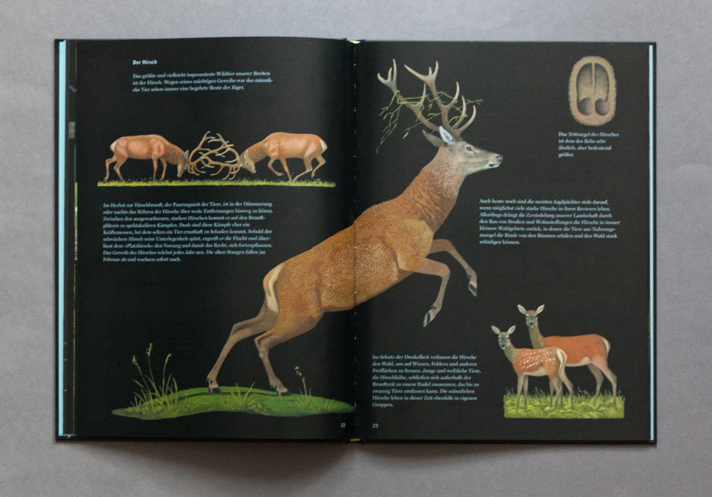 Eule, Fuchs und Fledermaus. Tiere der Nacht