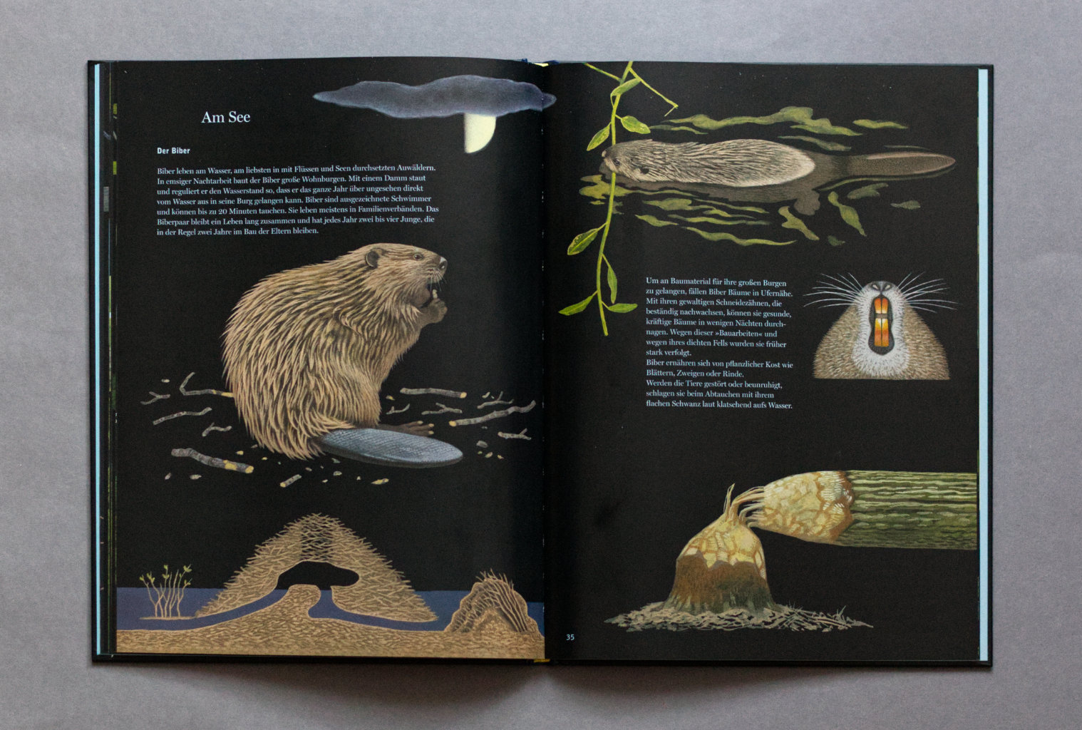 Eule, Fuchs und Fledermaus. Tiere der Nacht