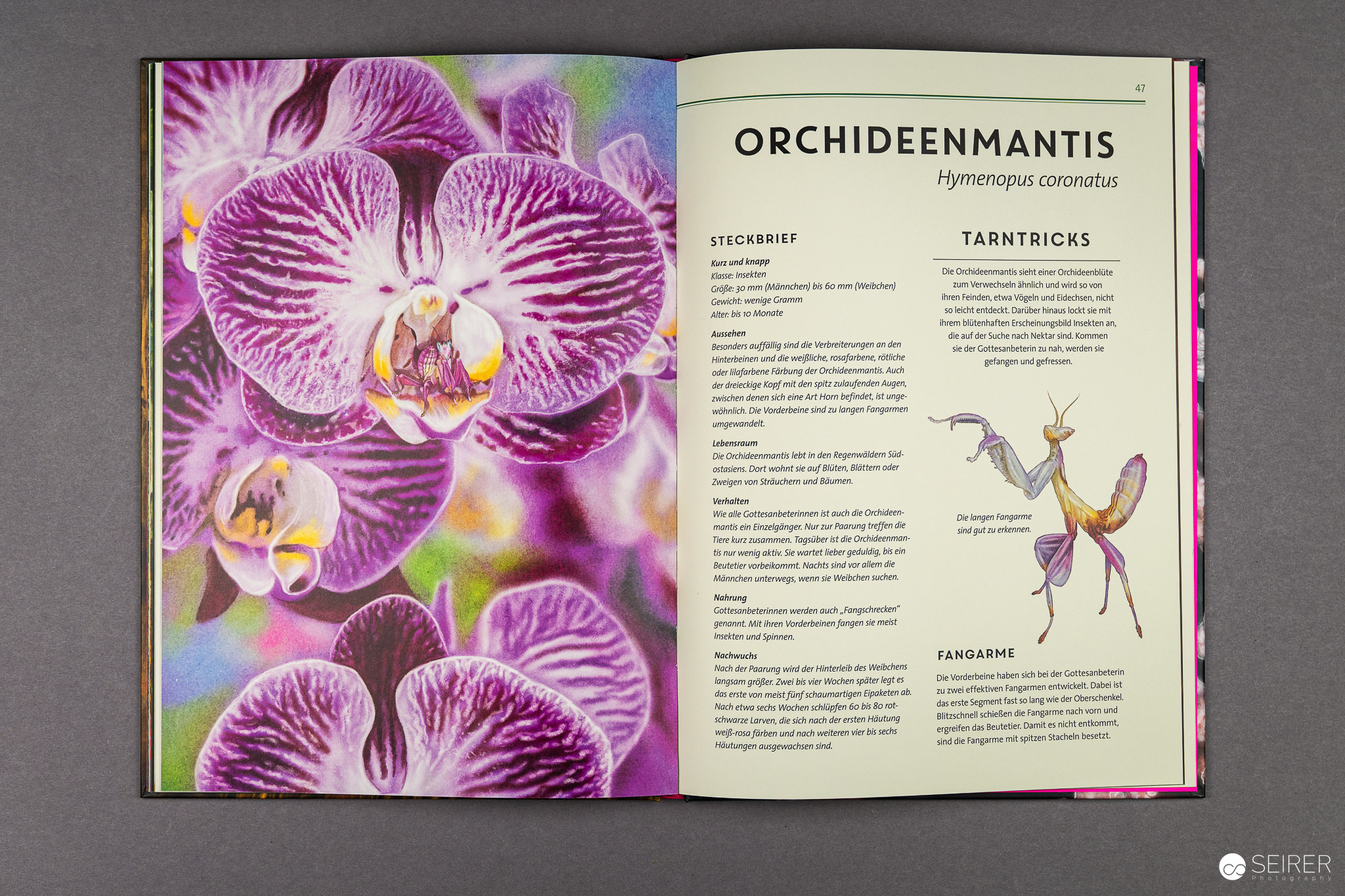 Unsichtbar: Meister der Tarnung